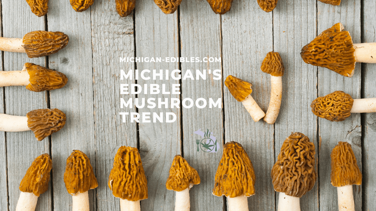 The image shows several morel mushrooms spread out on a wooden surface with text overlay about Michigan's edible mushroom trend.