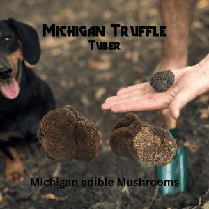 Order Legal Michigan Mushrooms Here! (6)